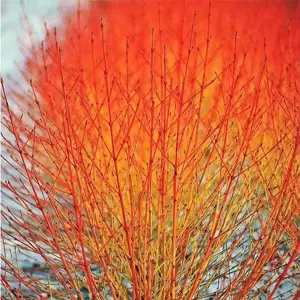 Cornus 'Midwinter Fire'
